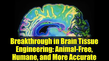 Breakthrough in Brain Tissue Engineering: Animal-Free, Humane, and More Accurate