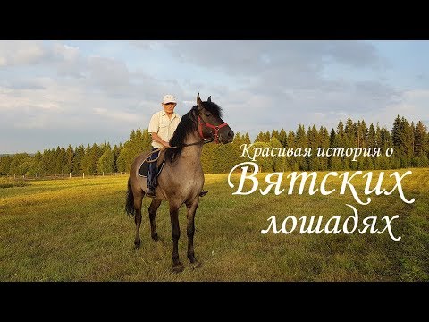 Видео: Фрайбергская порода лошадей гипоаллергенна, здоровье и продолжительность жизни