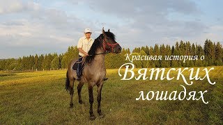 Вятские лошади. Красивая история одного героического Человека! Вятские лошади. Красивая история одного героического Человека!