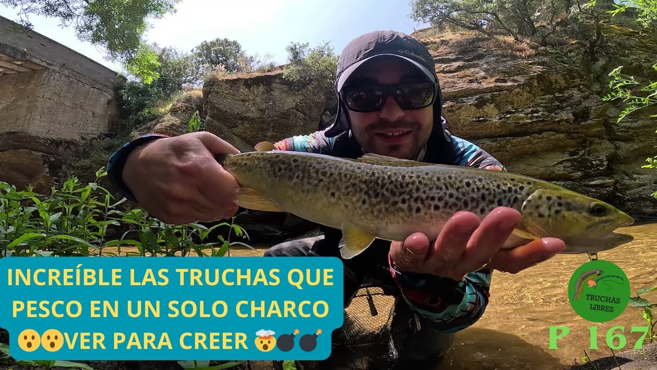 PROYECTO 167 | INCREÍBLE LAS TRUCHAS QUE PESCO EN UN SOLO CHARCO 😮😮VER PARA CREER 🤯💣💣