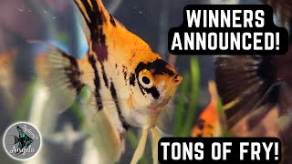 GIVEAWAY WINNERS ANNOUNCED! TONS OF FRY IN THE FISH ROOM + A QUICK UPDATE! by Sydney's Angels and Bennett's Rainbows 974 views 1 year ago 6 minutes, 31 seconds