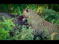 Leopard hunt a wild boar   yala national park