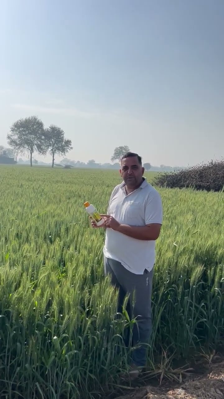 हरियाणा में फतेहाबाद के किसान अश्विनी कुमार के लिए नैनो डीएपी कैसे बनी संजीवनी | वनइंडिया हिंदी