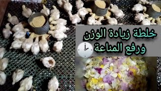 (4) عمر الفراخ البيضة | ٣ مكونات لزيادة وزن الفراخ ورفع المناعة | اليوم الرابع للفراخ البيضاء