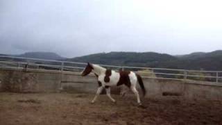 Stringhalt stallion rescue