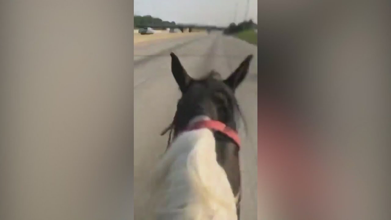'Dreadhead Cowboy' taken into custody after riding horse on Dan Ryan ...
