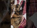 胸元に前足を伸ばして「大好きなママ」を主張するお転婆猫#shorts