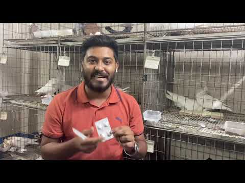 Winter tips for pigeons & winter food mutation