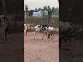 LPT FARM 👑 bakrid sales heavy size sheeps 🐐 available visit our farm ❤️🔥