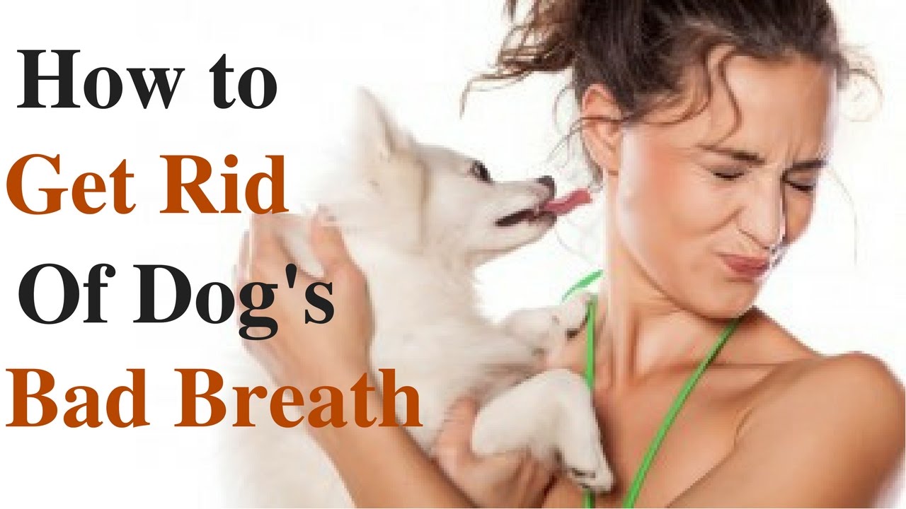 How To Get Rid Of Dogs Bad Breath Youtube