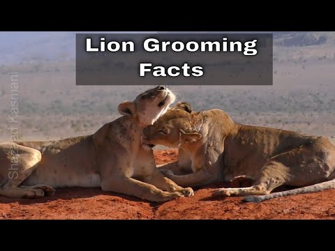 Lion Grooming | Facts