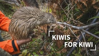 Kiwis for Kiwi