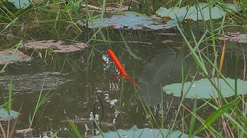 Vạch Lỗ Ngay Ụ Cỏ Đụng Nguyên Bầy Cá Rô Đồng Khủng Kéo Phao Liên Tục