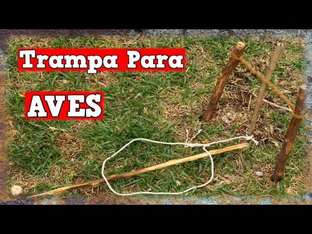 Increíble Aves Casera - TUTORIAL YMX supervivencia - YouTube