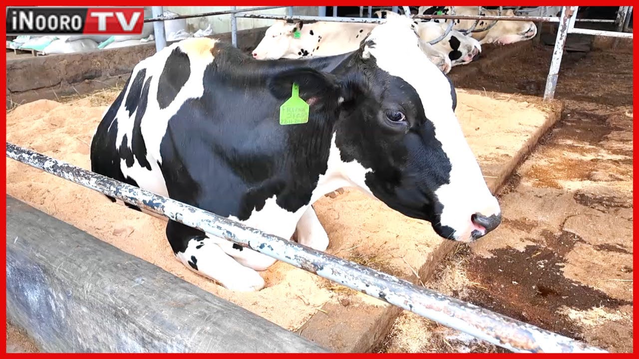 Ũrĩmi wa ng’ombe cia iria na  Joy Farm mwena wa Lanet, Nakuru#MũgamboWaMũrĩmi