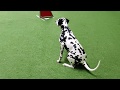 Dalmatian dog Kerttu - Obedience and agility training September 2019