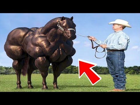 10 Animal Hybrids You Wont Believe Actually Exist