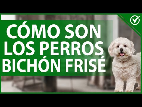 Video: ¿Deberías afeitarte un bichón frisé?