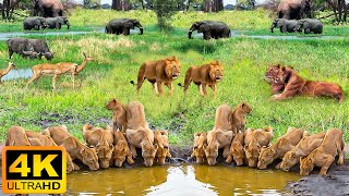 4K African Animals: Etosha National Park - Amazing African Wildlife Footage with Real Sounds