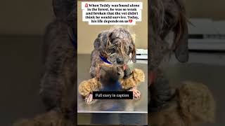 HELP SAVE TEDDY’S LIFE 🚨Meet Teddy 💙, a tiny dog who was found #usa #canada #rescue #london #uk