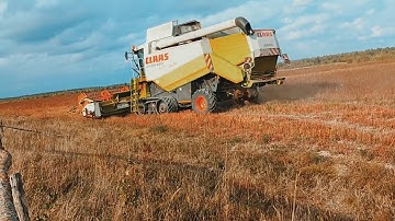 Harvesting Buckwheat in 2023:claas lexion
