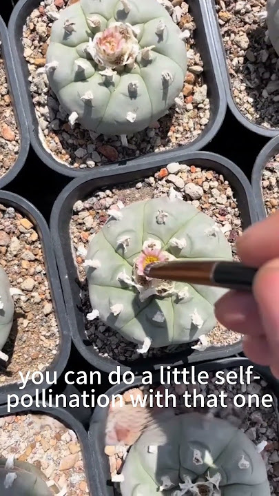 let’s talk about how to pollinate Lophophora—and how to boost your seed harvest!?#cactus #crystals