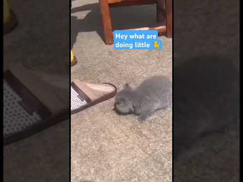 I Want To Sleep Here Kitten Cutecat Cat Catvideos