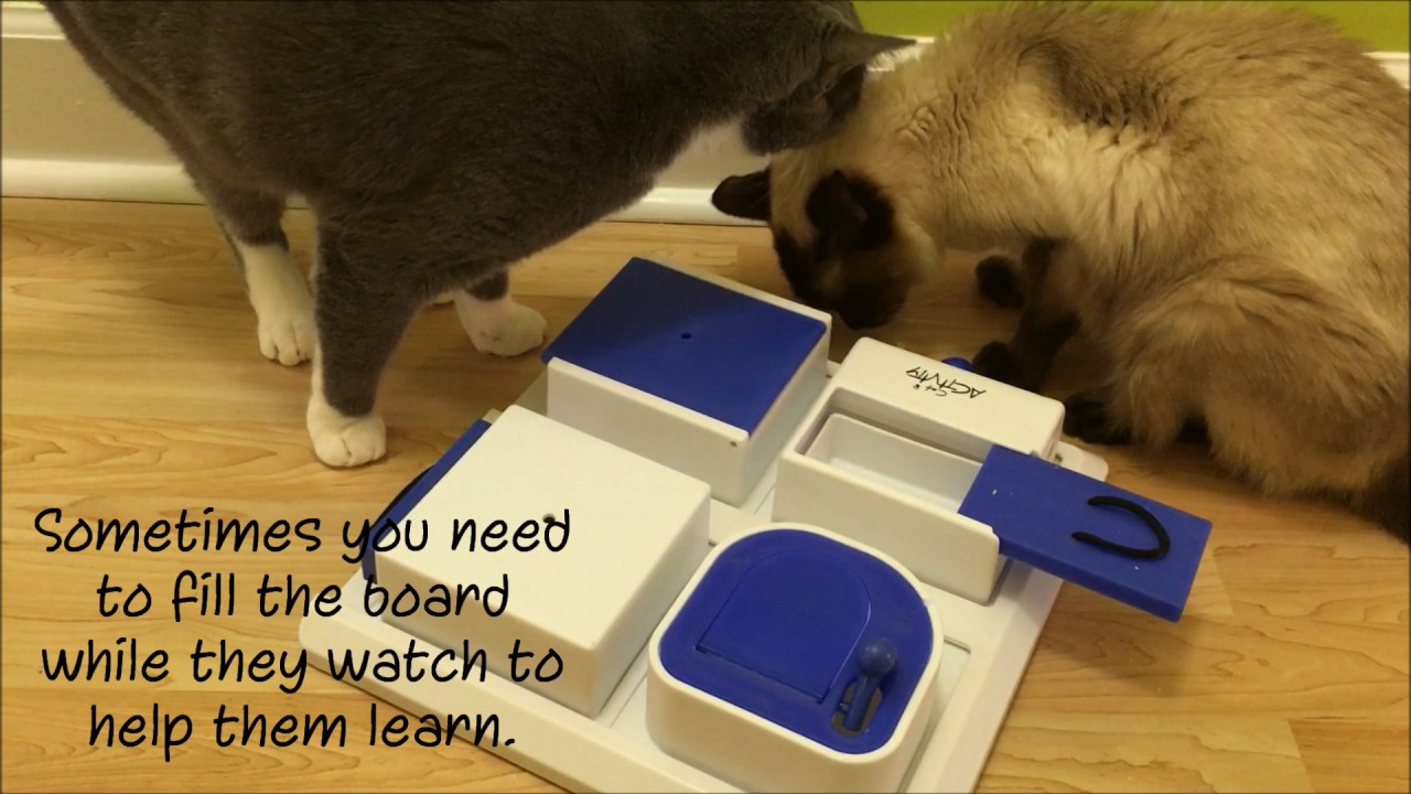 Making the Most of Feeding Your Cat: Food Puzzles • Feline Engineering