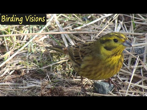 Birding Visions | Clive Bramham