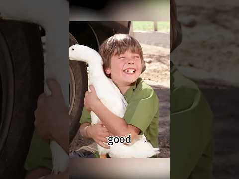 I'd love to have a duck that lays golden eggs.#film  #movie #shorts