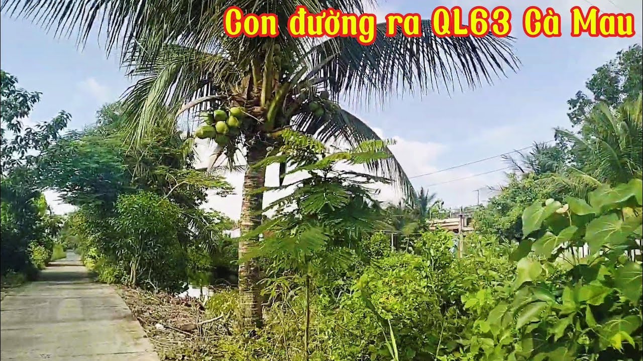 #68 Đền thờ Phan Tộc tỉnh Cà Mau, con đường ra QL63 Cà Mau • Hương Nguyễn 1622 