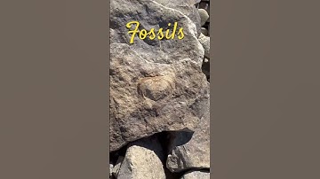 Fossils #nature #fossil #fossils #geology #rocks #paleontology #coolrock #rock #shorts #interesting