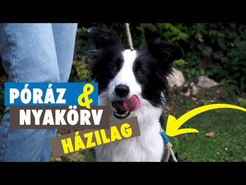 Videó: Hogyan Készítsünk Kutya Nyakörvet