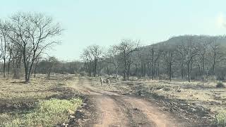 Cheeta First time seen in open forest by tourist