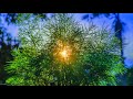 Morning relaxing music  beautiful nature and positive energy disley