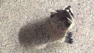 ANOTHER video of our little baby raccoon talking to me ... :)