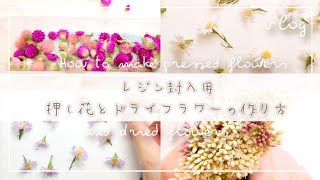 [vlog]押し花シート購入したのでレジン封入用押し花作る|ドライフラワーの作り方も[作業動画]ハンドメイド DIY