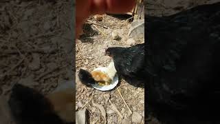 Civcivlerimize anneleri haşlanmış yumurta yediriyor