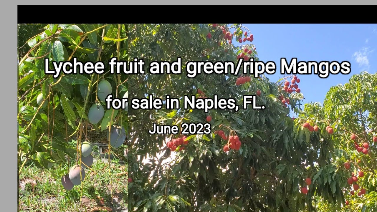 Lychee fruit and green/ripe mangos for sale in Naples, FL. June 2023