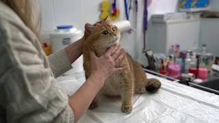 Veterinary doctor and Hosico 2