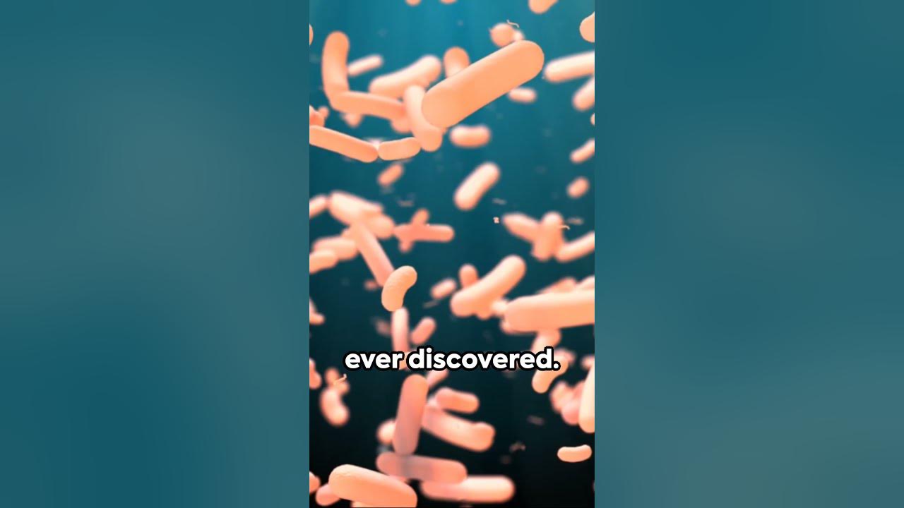 Giant Bacteria: Thiomargarita namibiensis #bacteria #biology #chemistry ...