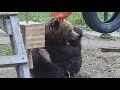 Когда рассердился на ноги из-за того, что они не хотят бежать быстрее 🐻👣 Медведь Мансур