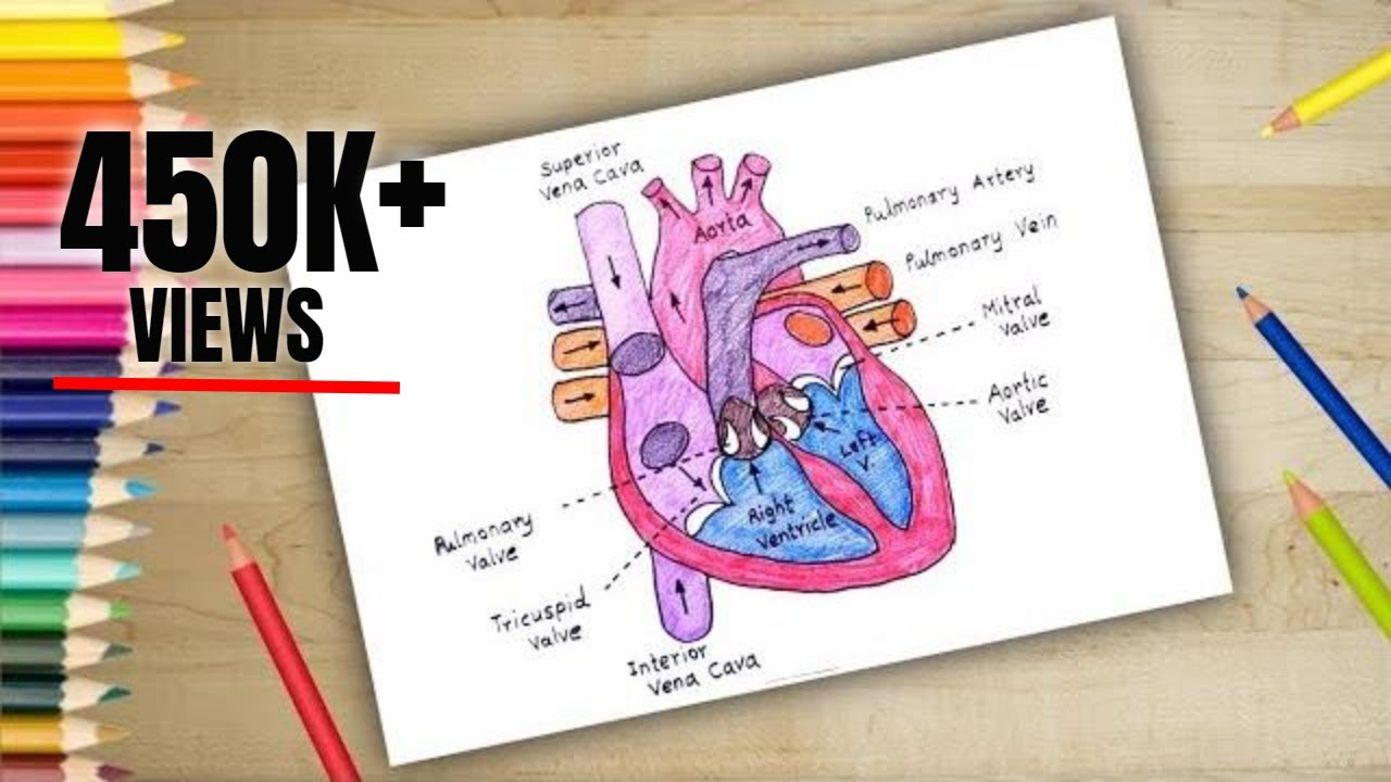 How to Draw HUMAN HEART Anatomy Colour Drawing for kids - YouTube