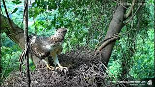 (8/10 蜂餐) 東方蜂鷹巢位直播回顧 Oriental Honey Buzzard Nest Cam ハチクマの子育て生中継