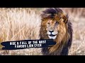 Scarface the lion documentary  story of the most famous lion ever  his brothers  musketeer males