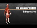 Mastering The Muscular System: Functions, Properties, And Movements