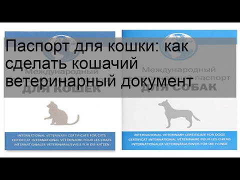 Паспорт для кошки: как сделать кошачий ветеринарный документ