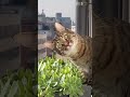 C I A Cat Intelligence Agency Shortsvideo Cat Cats Funny Funnyvideo Shortvideo Youtube mp3