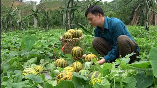 Harvesting watermelons and gardening. Robert | Green forest life (ep291)