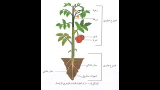 1 أحياء أول علمي : النباتات مغطاة البذور، اجزاء النبات الخارجية، جذر، ساق، ورقة، زهرة